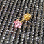 JRTH23 HELIX WITH STAR DESIGN(LUCIDO) AAB CO..